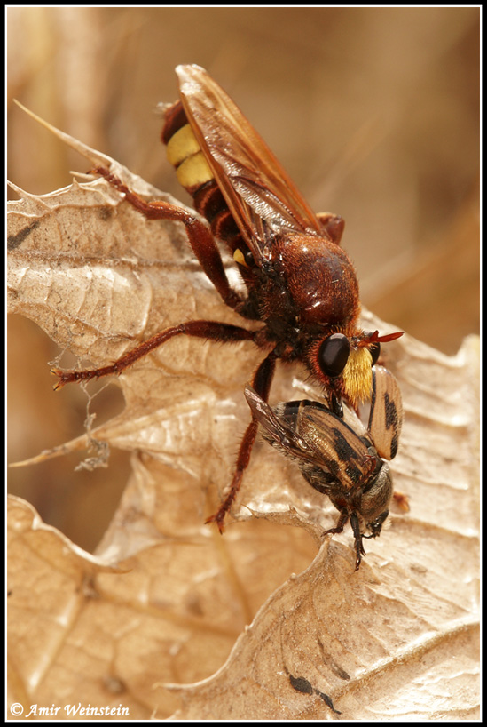 Laphria dizonias